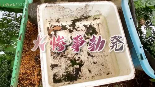 タガメ 発泡スチロール 池 壊滅させた セミ 蝉の幼虫