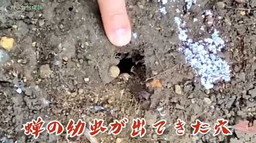 タガメ 発泡スチロール 池 壊滅させた セミ 蝉の幼虫