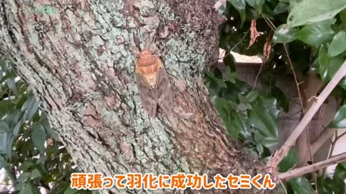 タガメ 発泡スチロール 池 壊滅させた セミ 蝉の幼虫