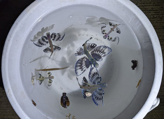 トビウオの幼魚