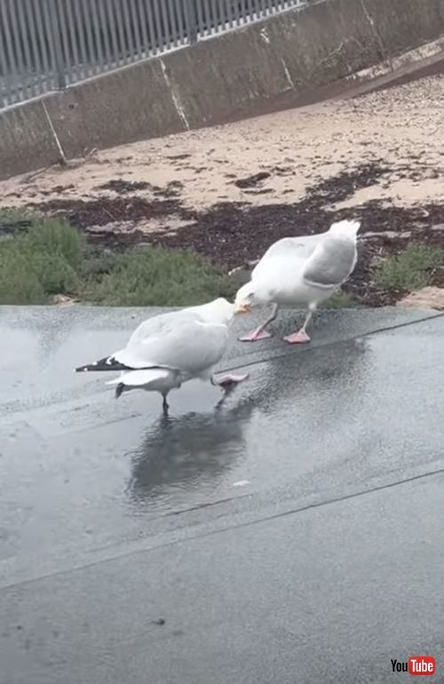 食べ物を巡って争うカモメ