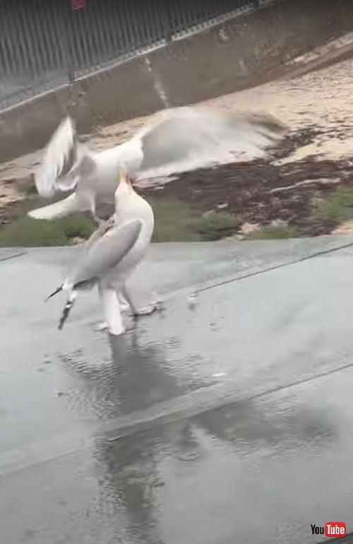 食べ物を巡って争うカモメ