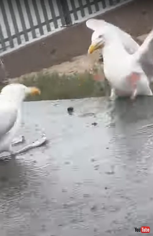 食べ物を巡って争うカモメ