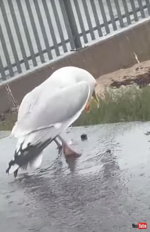 食べ物を巡って争うカモメ