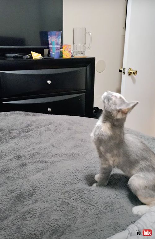 シーリングファンに夢中な猫