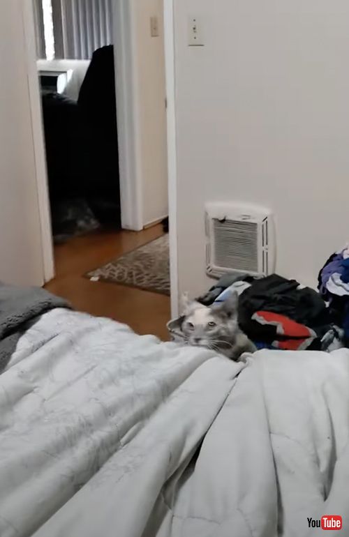 シーリングファンに夢中な猫