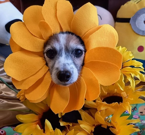 ペット手帳　ベストショット