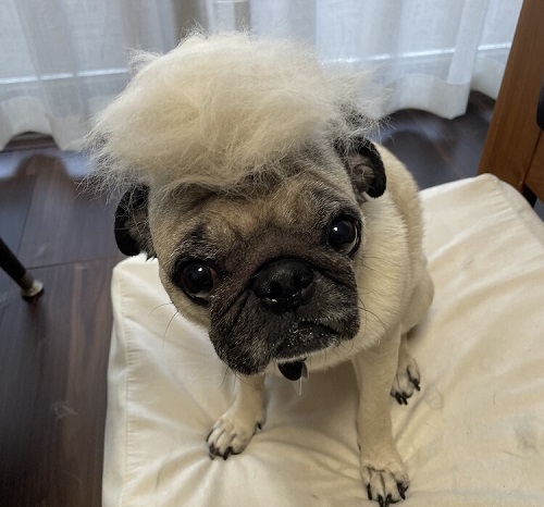 ペット手帳　ベストショット