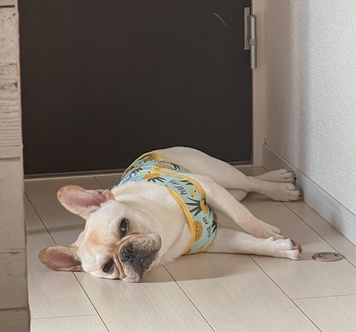 ペット手帳　ベストショット