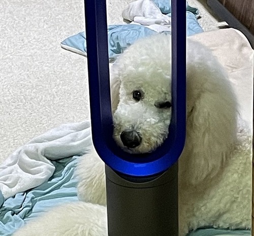 ペット手帳　ベストショット