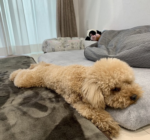 ペット手帳　ベストショット