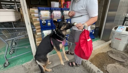 カプセルトイを見つめる犬