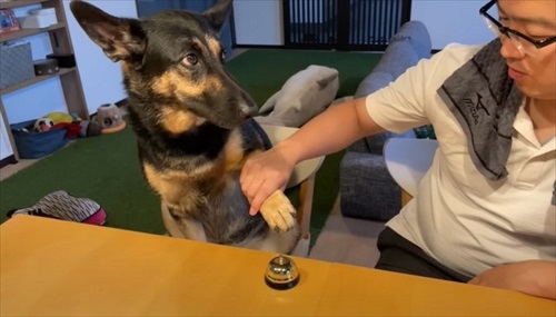 手伝ってもらう犬