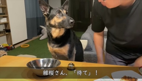 待つ犬