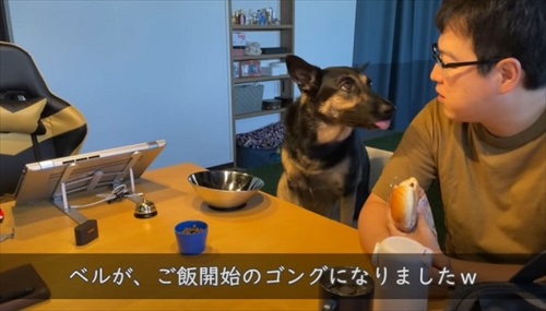 ごはん開始のゴングを目の前にする犬