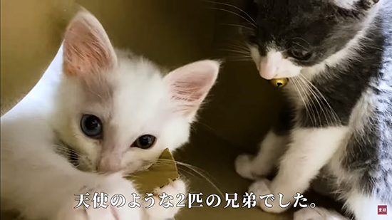 天使のような2匹