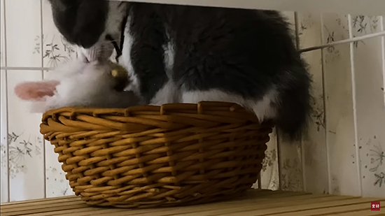 寂しくなってしまったホアくん