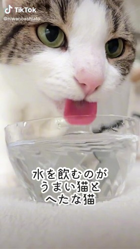 「水を飲むのがうまい猫とへたな猫」