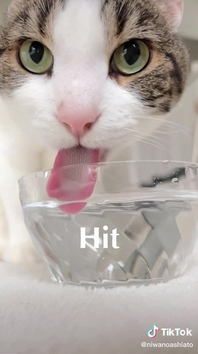 水にヒットする猫