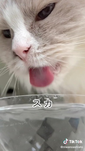 水に空振りする猫