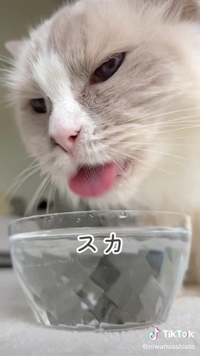やっとヒットする猫