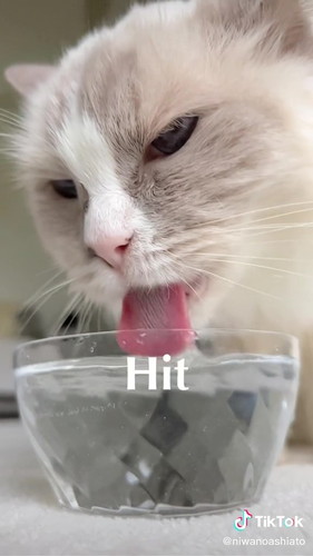 水を飲む猫