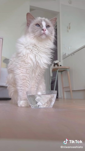 見ている猫