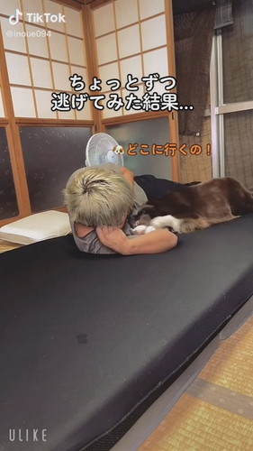 動く飼い主と犬