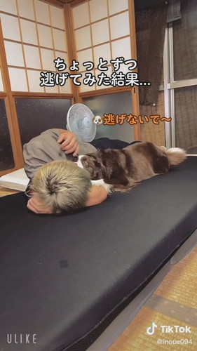 動く犬
