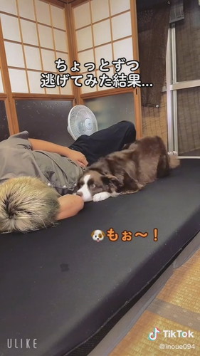 犬の表情