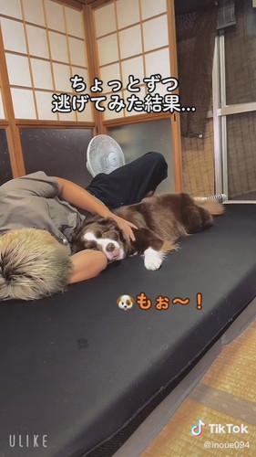 ぴったりくっつく犬と飼い主