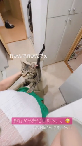 猫を下ろす飼い主