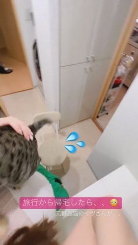 抱っこしてもらう猫