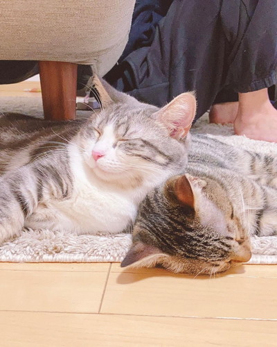 くっついたまま寝る猫2匹