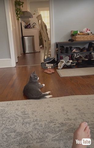 翻訳アプリに反応する猫