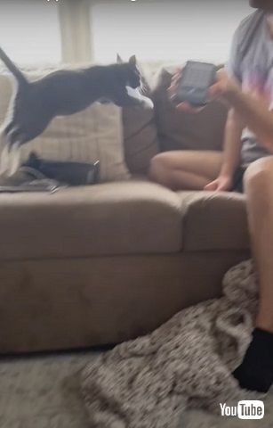 翻訳アプリに反応する猫
