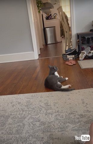 翻訳アプリに反応する猫