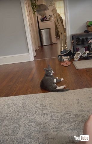 翻訳アプリに反応する猫