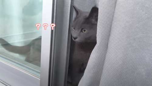 巨大ケージの設置をながめる猫