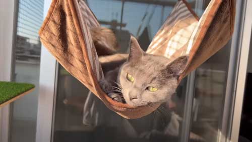 ハンモックを使う猫