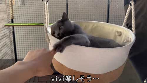 ブランコを使う猫