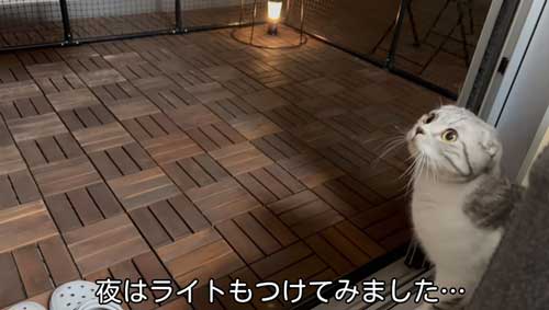 人がいなくなってからケージにやってくる猫