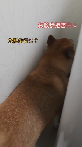 「散歩嫌い柴犬の攻略法」