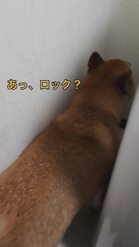 お耳ピクッとする柴犬
