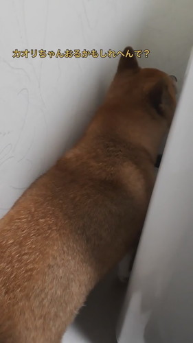 かおりちゃんと聞いた柴犬