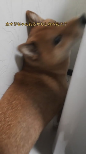 「散歩嫌い柴犬の攻略法」