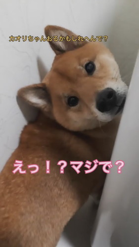 「散歩嫌い柴犬の攻略法」