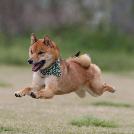1歳のころの柴犬ロックくん