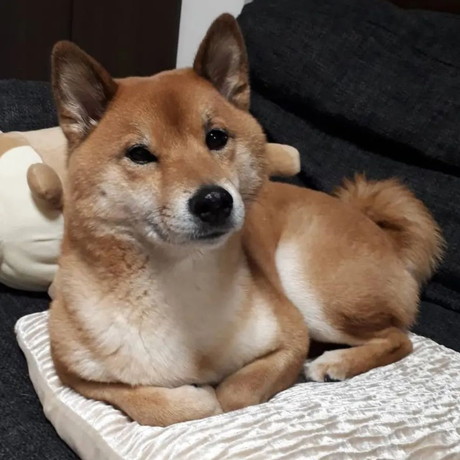 部屋でまったりする柴犬のロックくん
