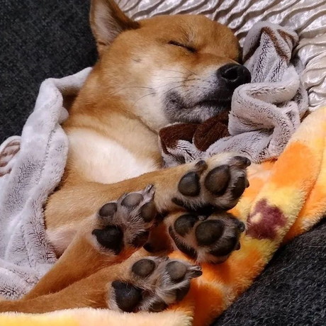すやすや眠る柴犬のロックくん